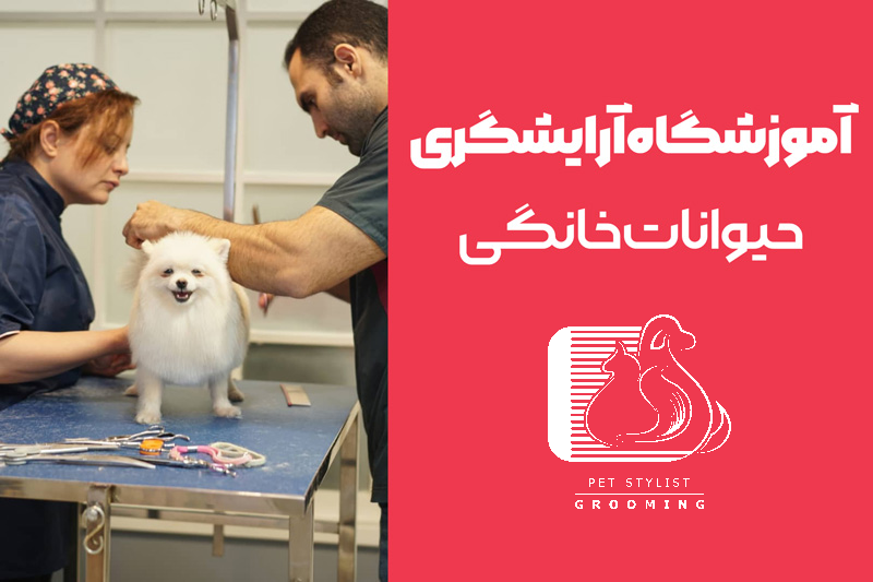 آموزش آرایشگری حیوانات
