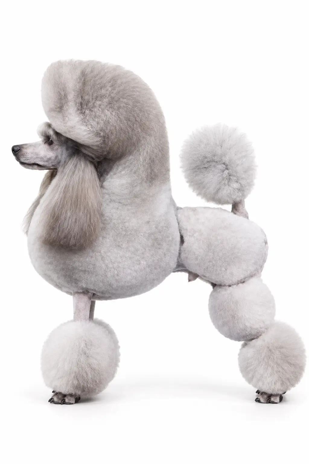 آرایش پودل مدل سدل Poodle Saddle