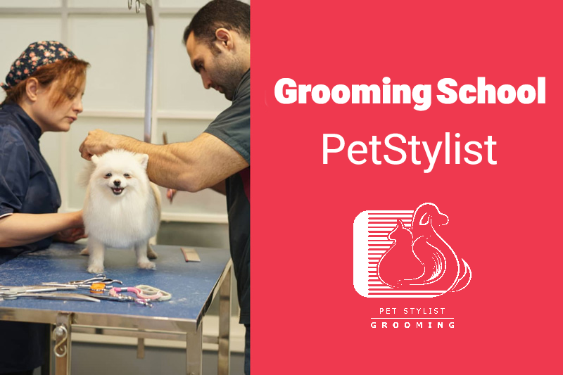 petstylist grooming school