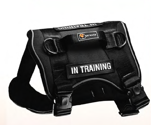 هارنس بایسون