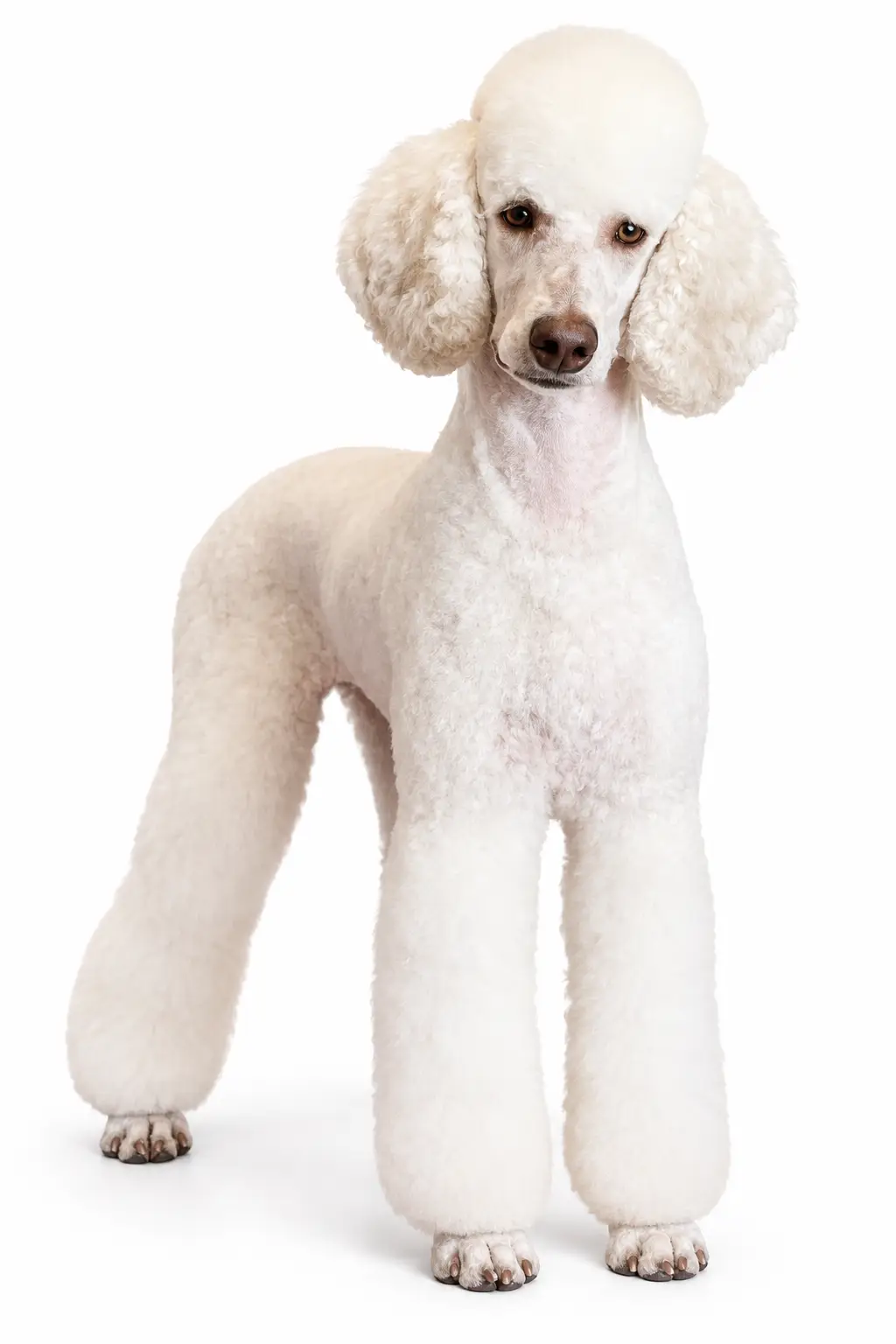 آرایش پودل مدل لمب کات Lamb Cut