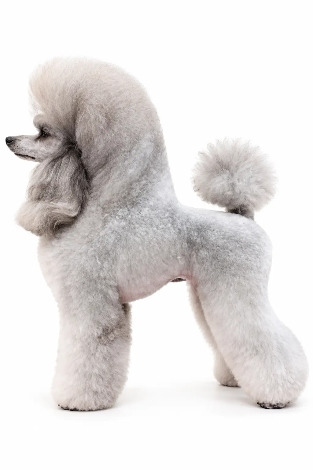 آرایش پودل مدل پاپی کلیپ puppy Clip