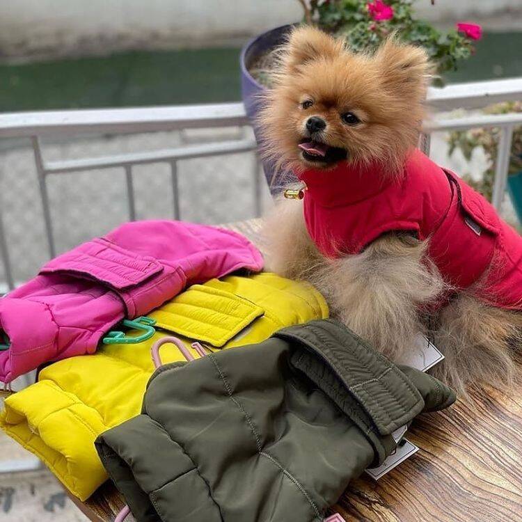 کاپشن ژینر پت