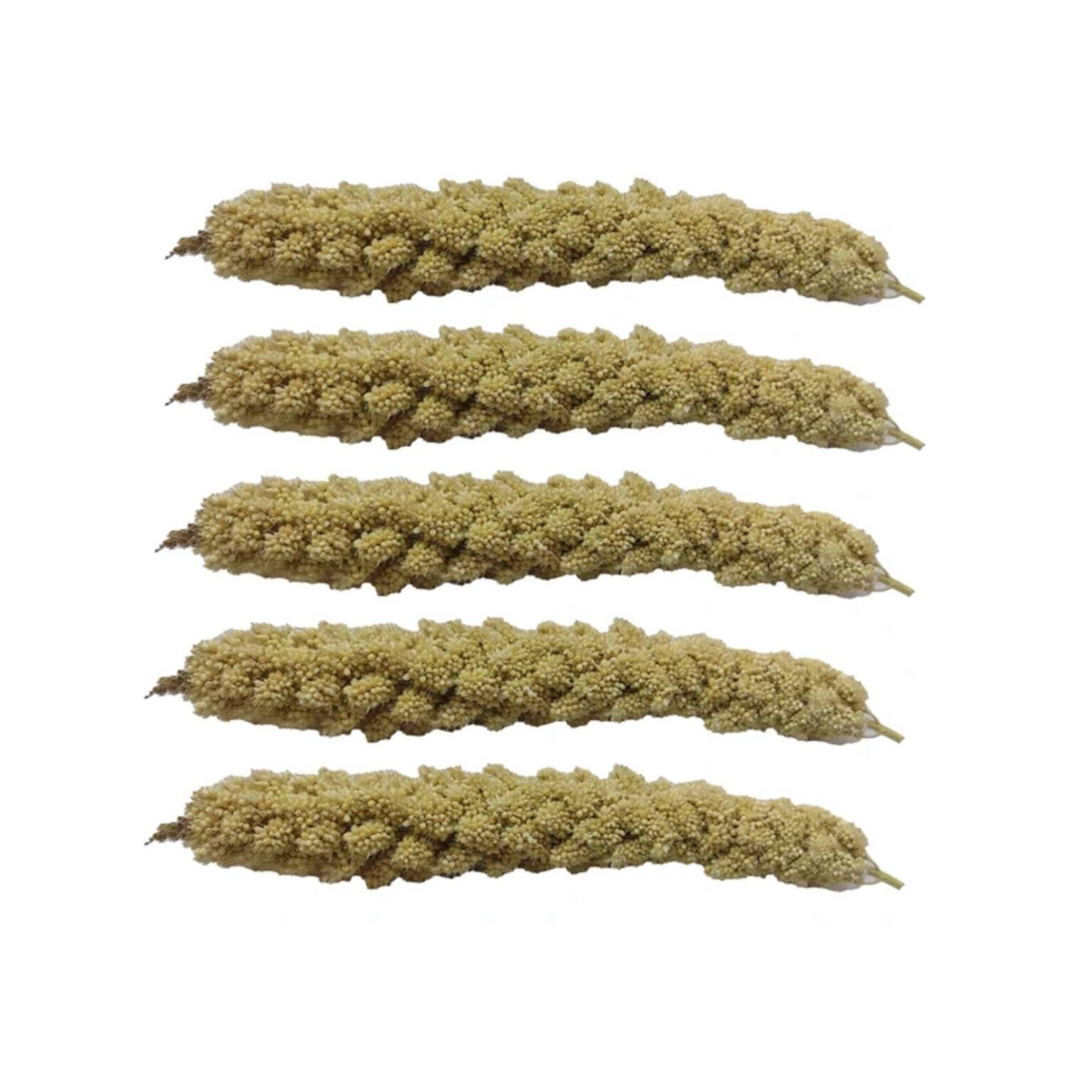ارزن خوشه ای پرندگان