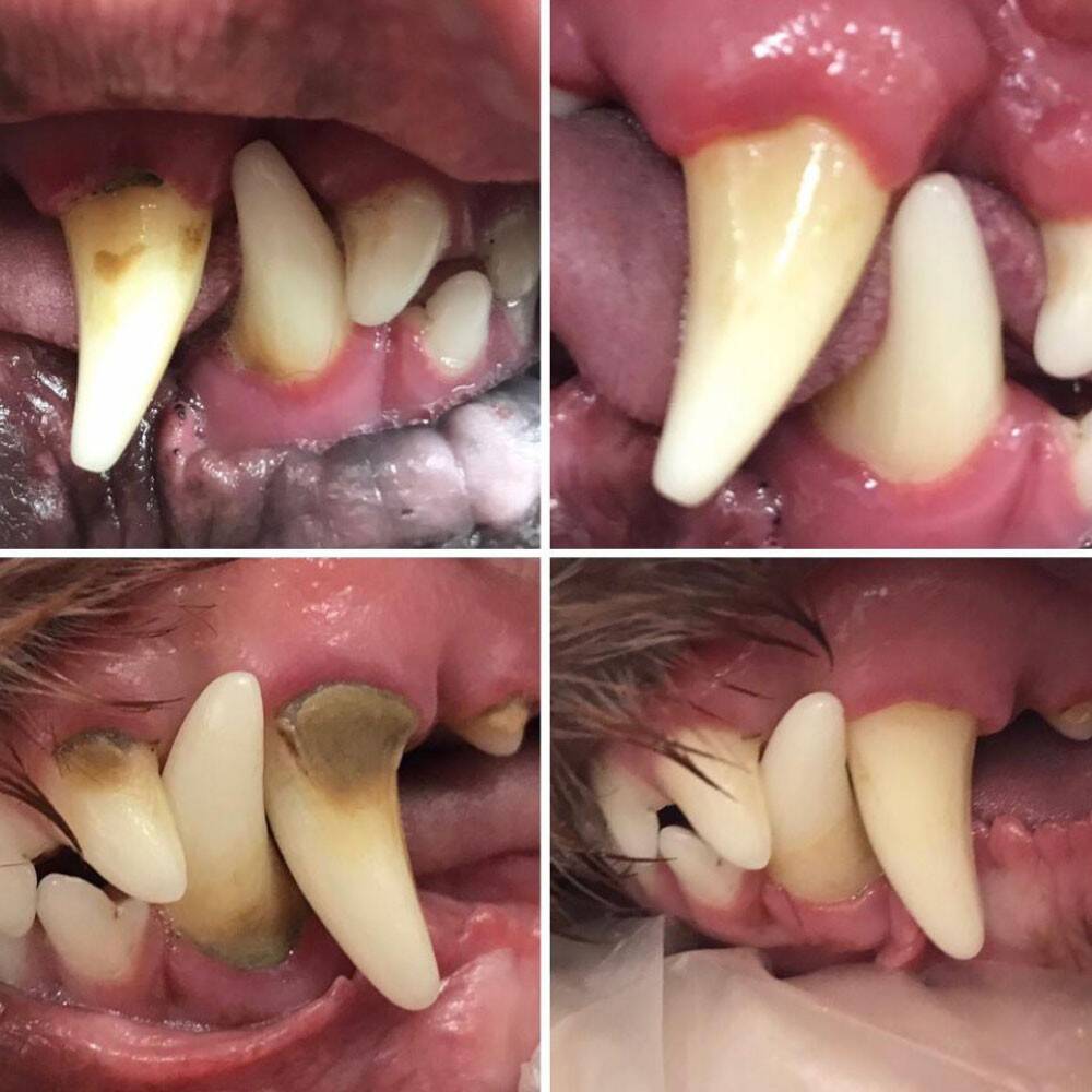مسواک اولتراسونیک میراپت