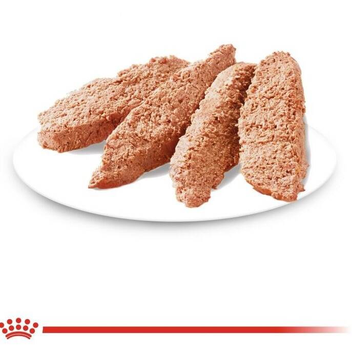 پوچ سگ  عقیم شده برند رویال کنین